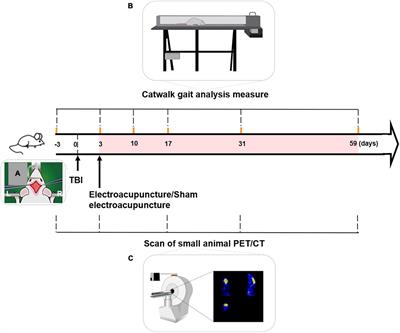 Effect of aging on the cerebral metabolic mechanism of electroacupuncture treatment in rats with traumatic brain injury